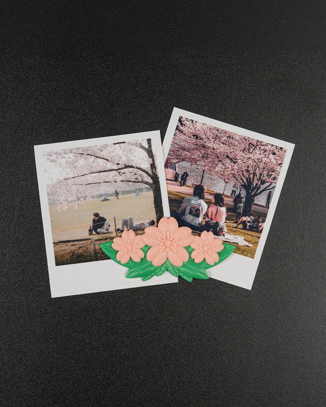Duo de Sakuras (foto 7 de 7)